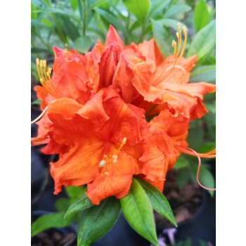 Azalia wielkokwiatowa GIBRALTAR pomarańczowa